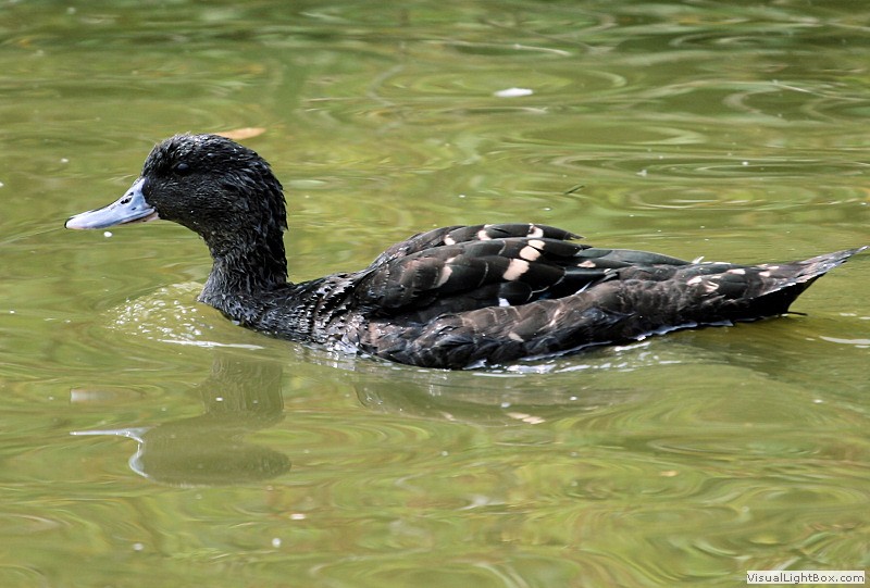 Identify African Black Duck Wildfowl Photography.