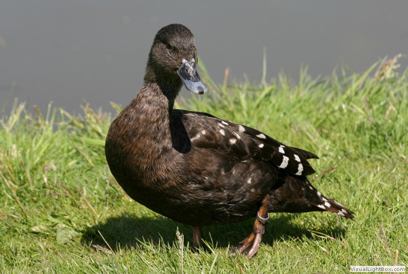 Identify African Black Duck Wildfowl Photography.