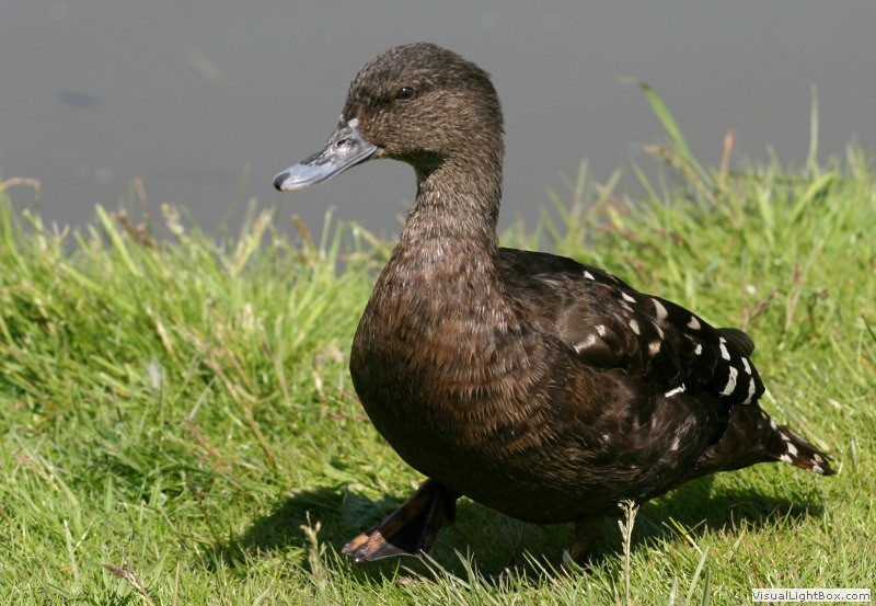 What Does The Expression Black Duck Mean at Debra Scott blog