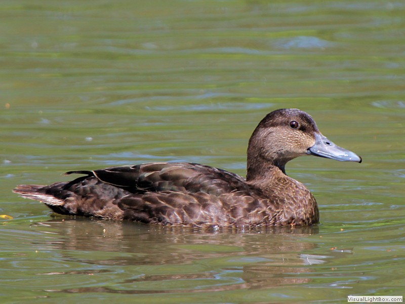 Identify American Black Duck Wildfowl Photography.