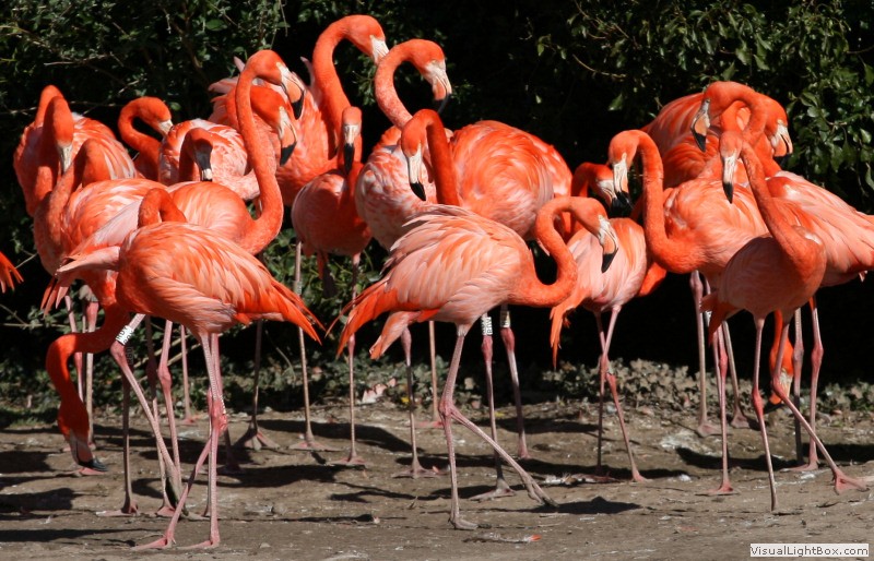 Identify American Flamingo - Wildfowl Photography.