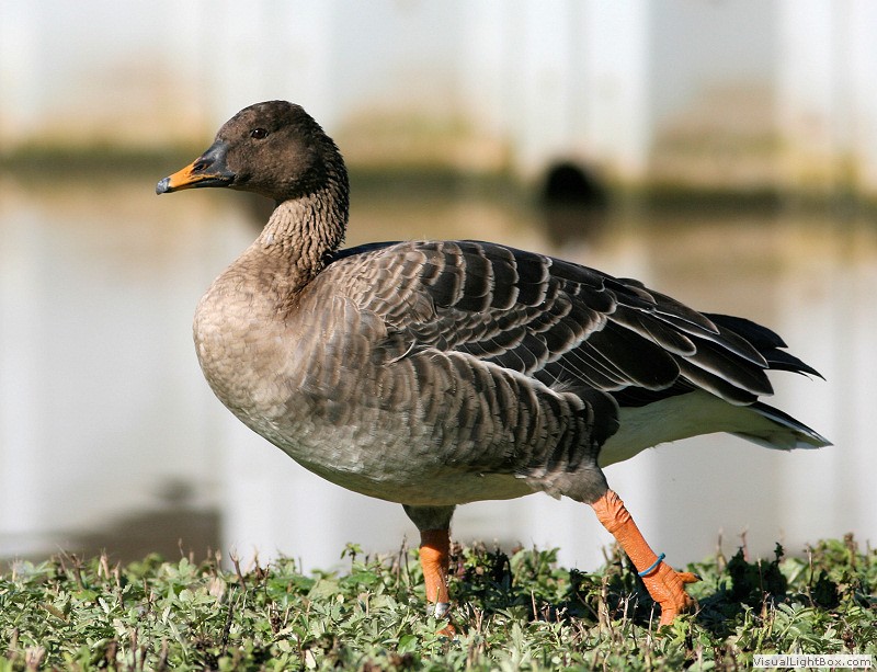Identify Bean Goose Wildfowl Photography.