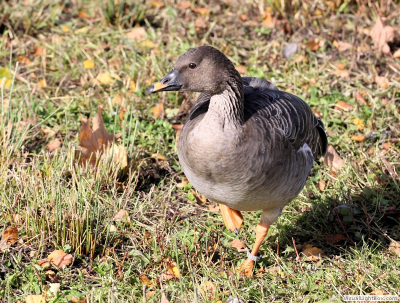 Identify Bean Goose Wildfowl Photography.