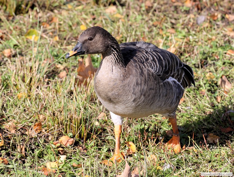 Identify Bean Goose Wildfowl Photography.
