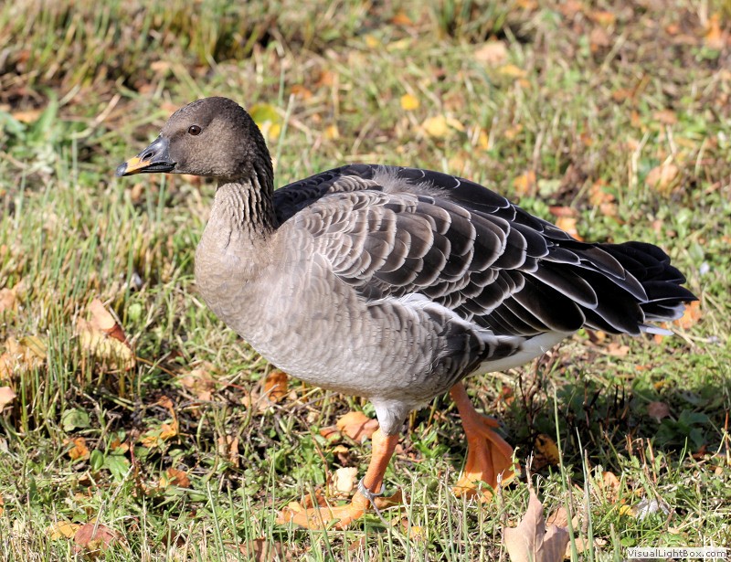 Identify Bean Goose Wildfowl Photography.