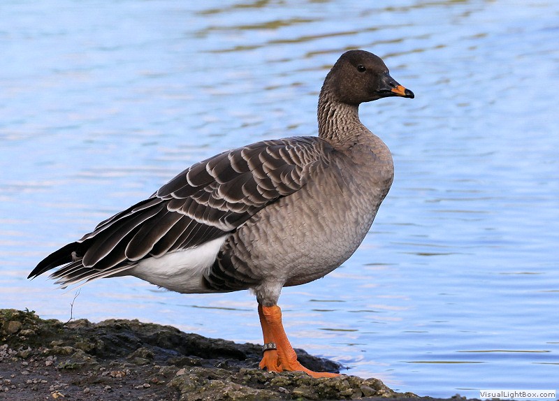 Identify Bean Goose Wildfowl Photography.