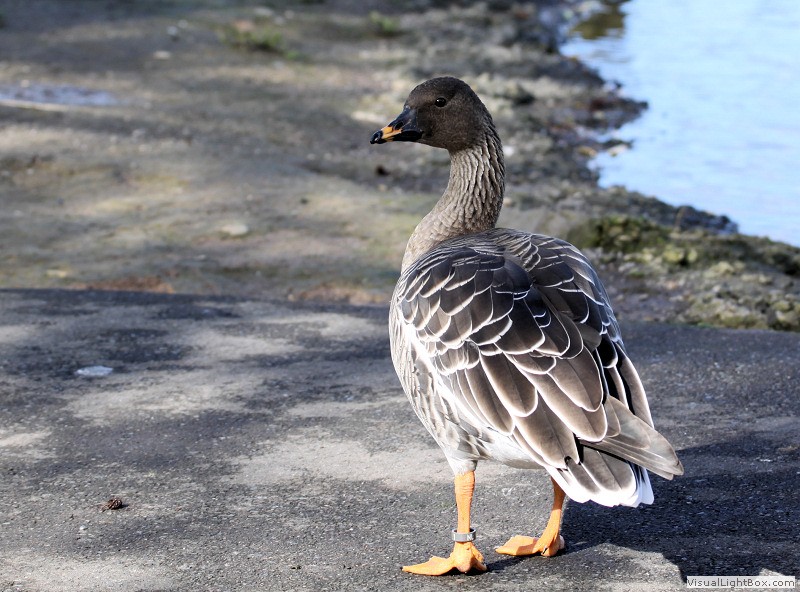 Identify Bean Goose Wildfowl Photography.