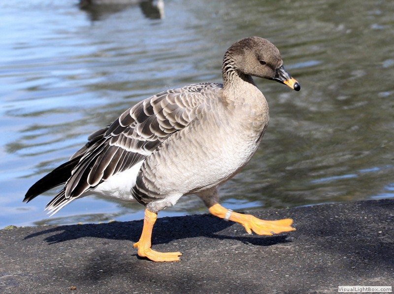 Identify Bean Goose Wildfowl Photography.