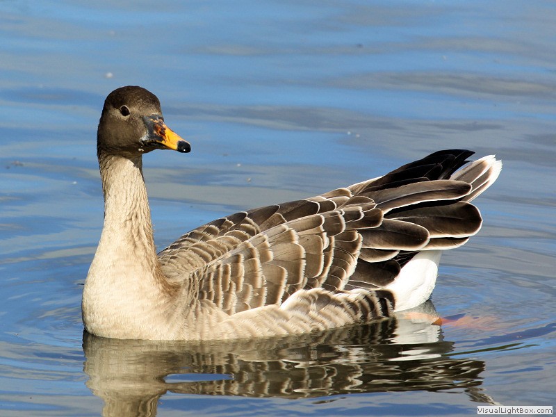 Identify Bean Goose Wildfowl Photography.