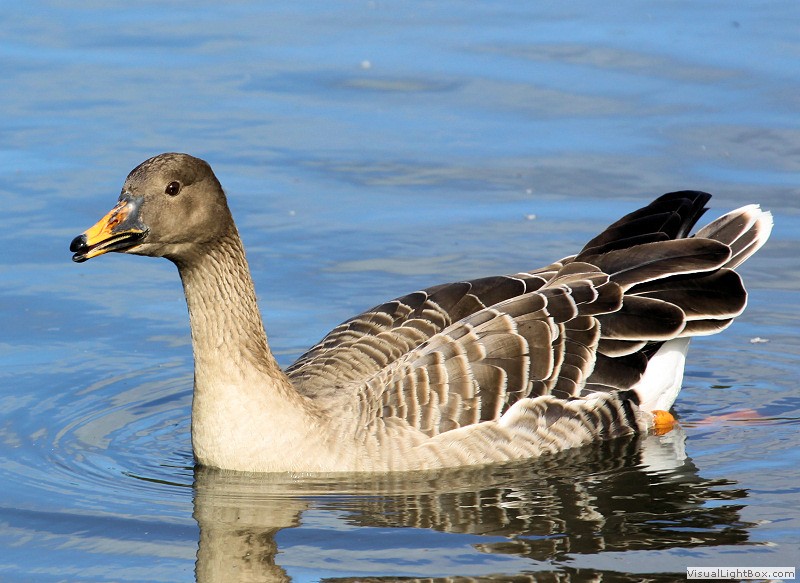Identify Bean Goose Wildfowl Photography.