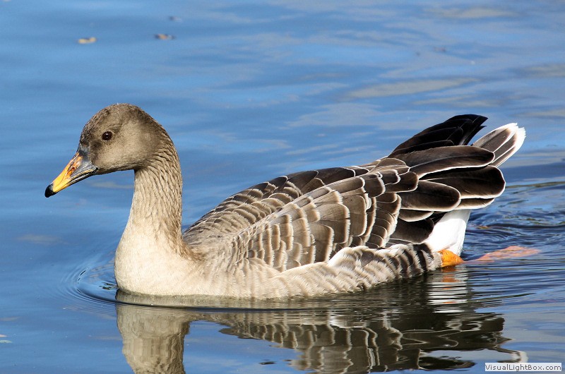 Identify Bean Goose Wildfowl Photography.