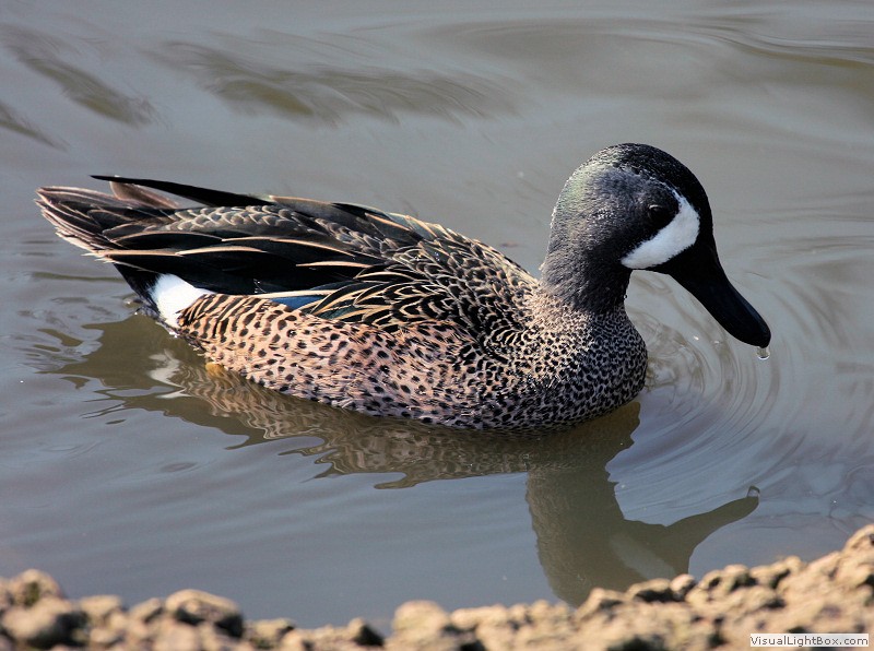 Identify Bluewinged Teal Wildfowl Photography.
