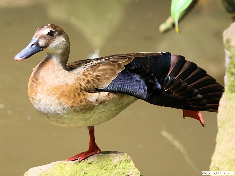 Brazil Duck Identify Brazilian Duck or Brazilian Teal - Wildfowl Photography.