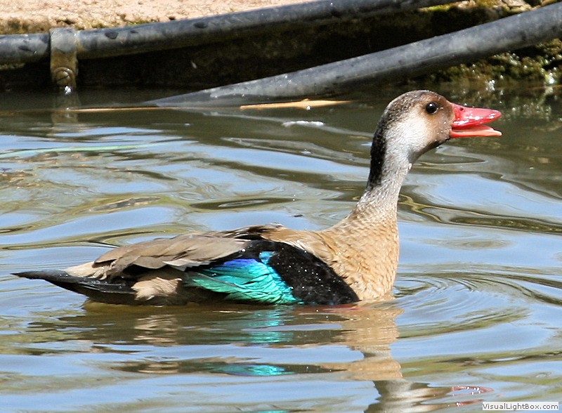 Brazil Duck Identify Brazilian Duck or Brazilian Teal - Wildfowl Photography.