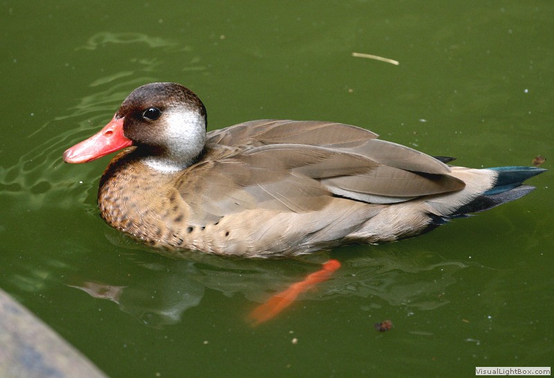 Brazil Duck Identify Brazilian Duck or Brazilian Teal - Wildfowl Photography.