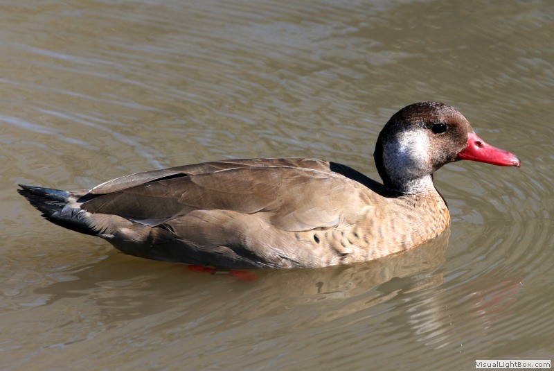 Brazil Duck Identify Brazilian Duck or Brazilian Teal - Wildfowl Photography.