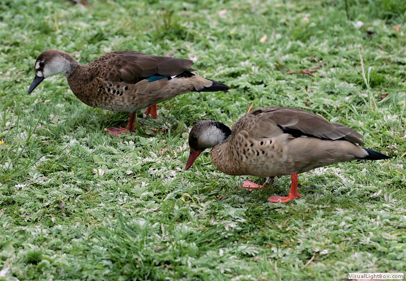 Brazil Duck Identify Brazilian Duck or Brazilian Teal - Wildfowl Photography.