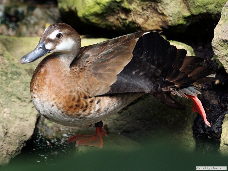 Brazil Duck Identify Brazilian Duck or Brazilian Teal - Wildfowl Photography.