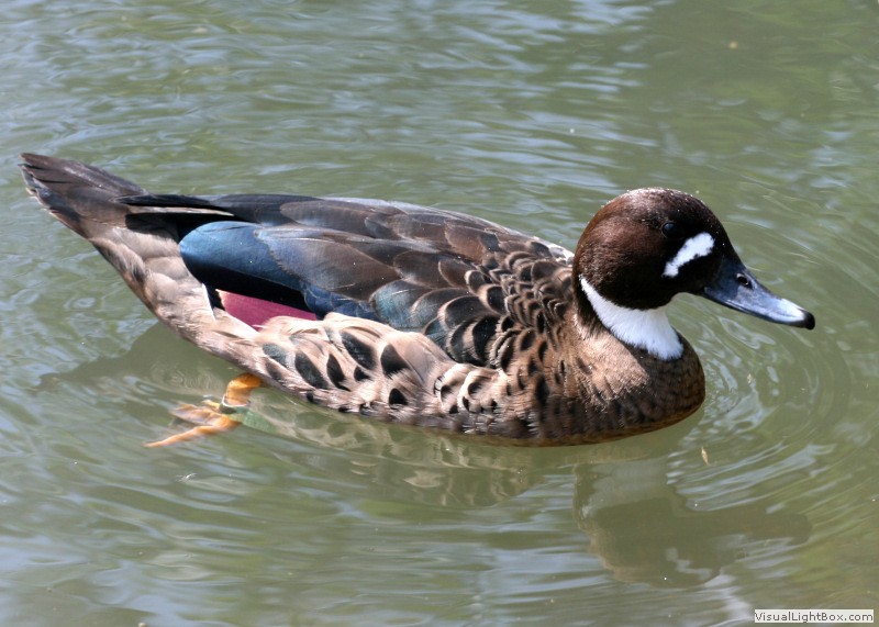Identify Bronzewinged Duck Wildfowl Photography.