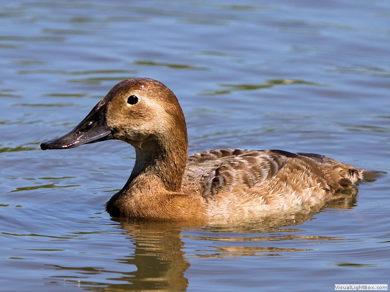 Identify Canvasback Duck Wildfowl Photography.