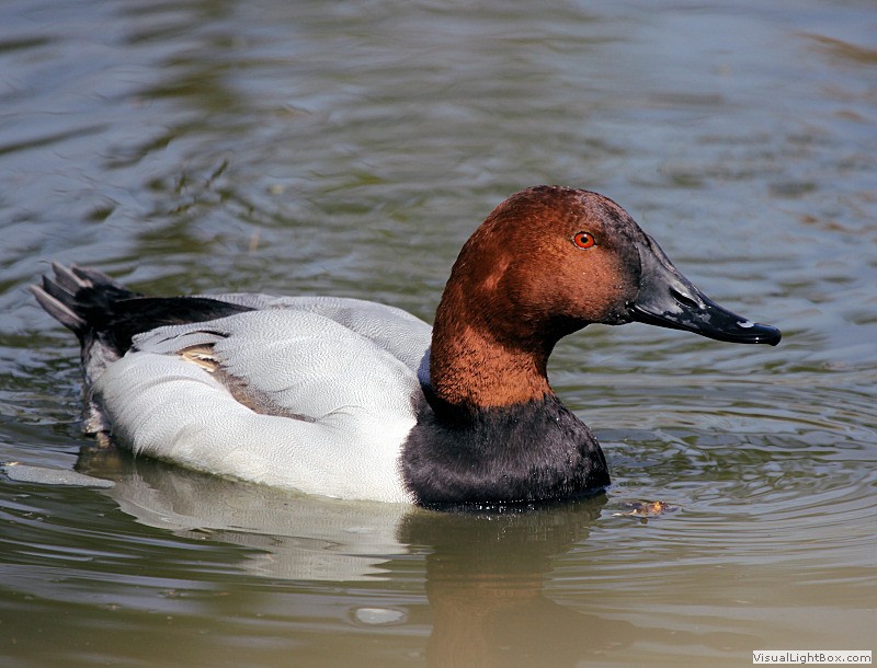 Identify Canvasback Duck Wildfowl Photography.