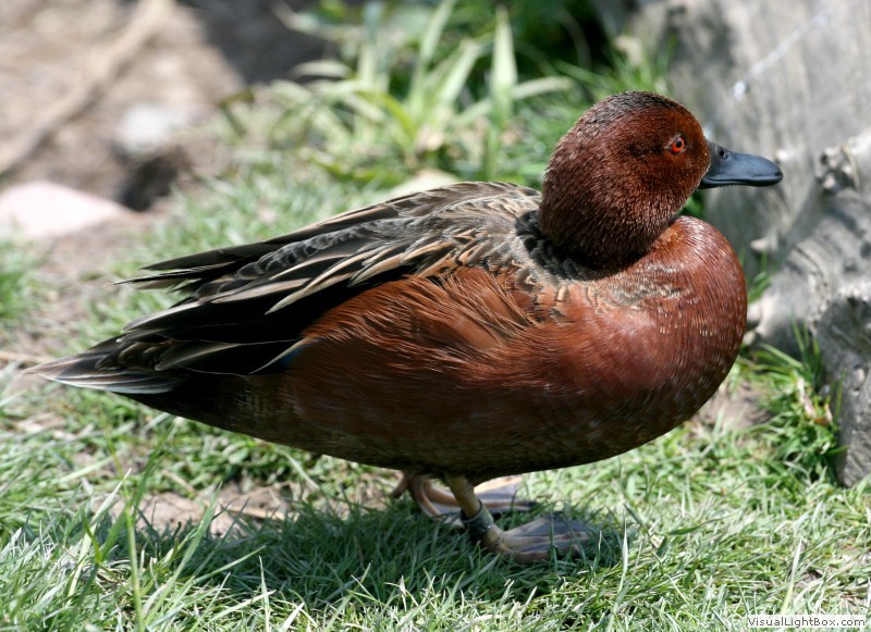 Identify Cinnamon Teal Wildfowl Photography.