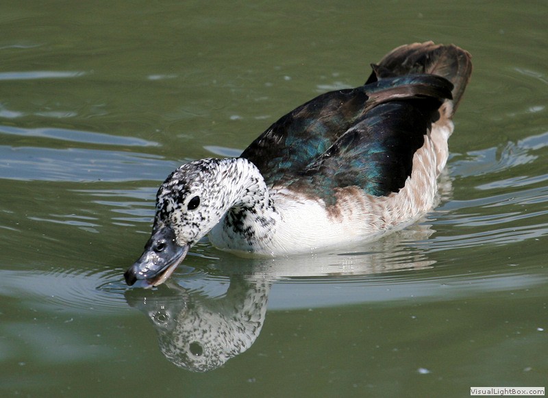 Identify Comb Duck Wildfowl Photography.