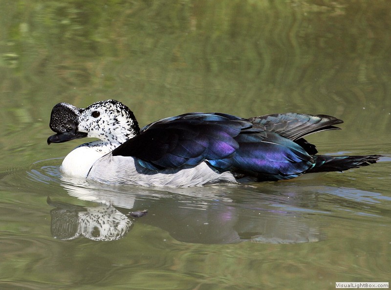 Identify Comb Duck Wildfowl Photography.