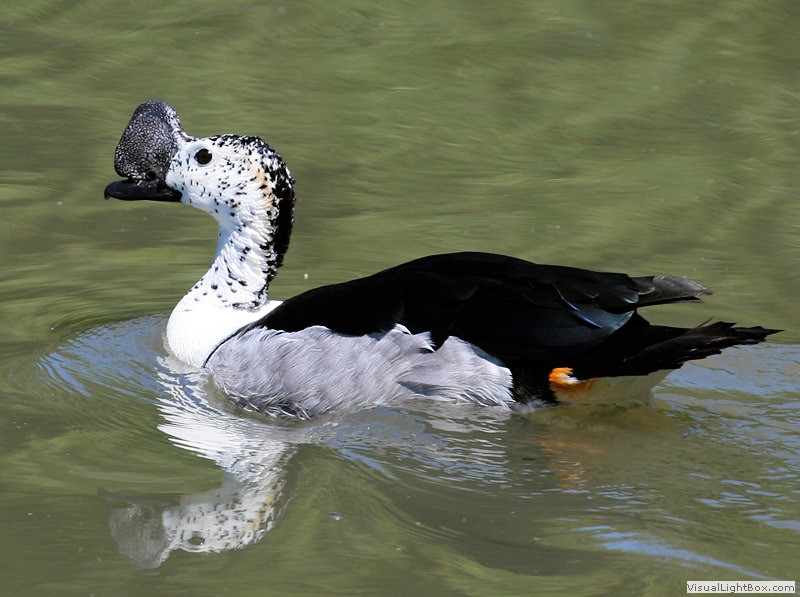 Identify Comb Duck Wildfowl Photography.