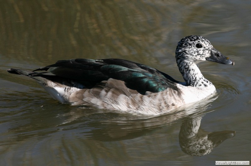 Identify Comb Duck Wildfowl Photography.