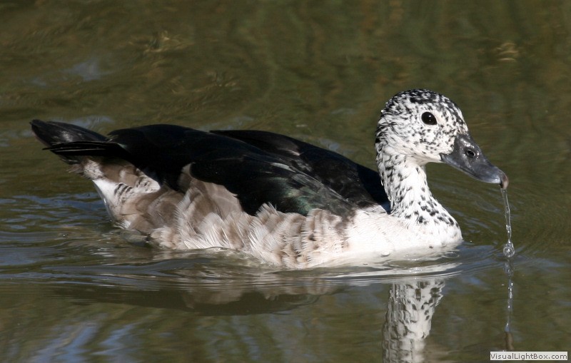 Identify Comb Duck Wildfowl Photography.