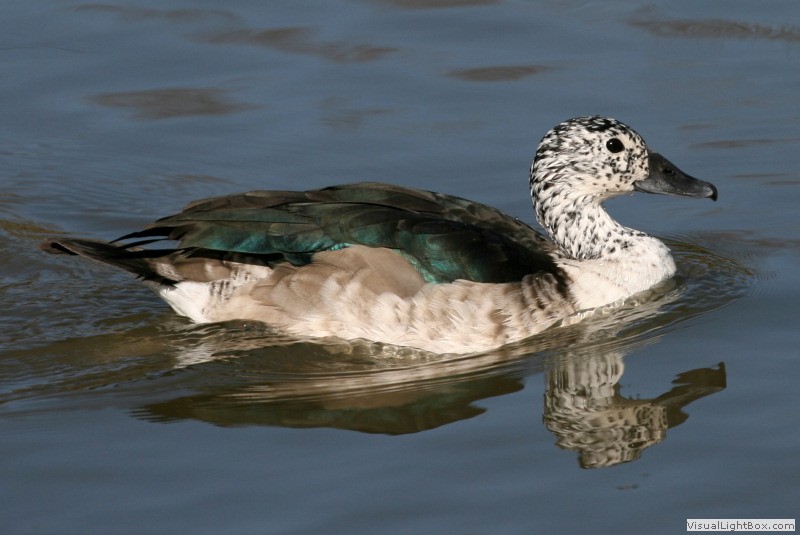 Identify Comb Duck Wildfowl Photography.