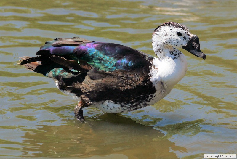 Identify Comb Duck Wildfowl Photography.