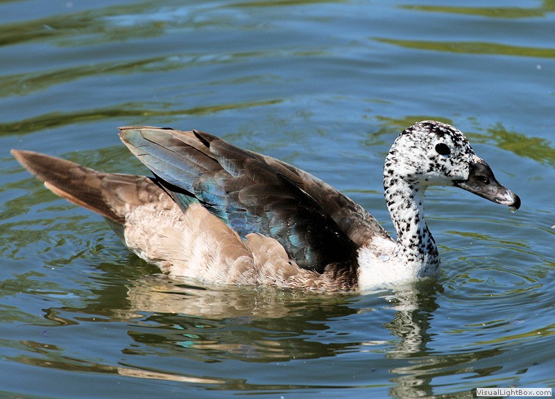Identify Comb Duck Wildfowl Photography.