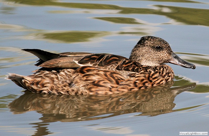 Identify Falcated Duck - Wildfowl Photography.