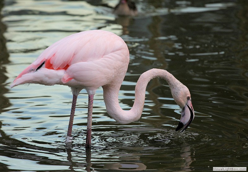 Фломинго. Фламинго обыкновенный розовый. Андийский Фламинго. Розовый Фламинго Россия. Обыкновенный Фламинго красная книга.