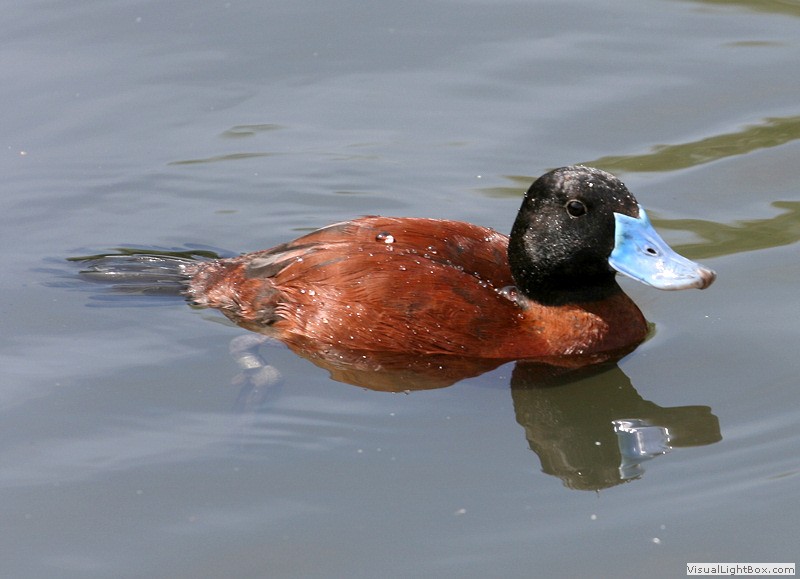 Lake Rash Duck Identify Lake Duck or Argentine Ruddy Duck - Wildfowl Photography.