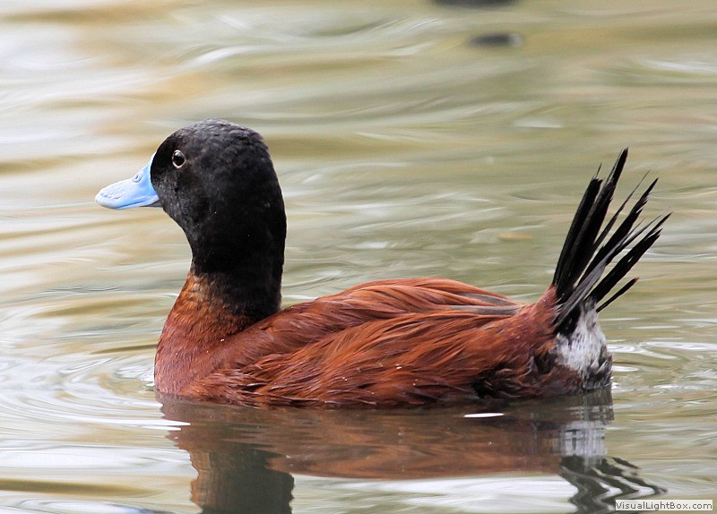Lake Rash Duck Identify Lake Duck or Argentine Ruddy Duck - Wildfowl Photography.