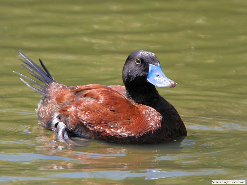 Identify Lake Duck or Argentine Ruddy Duck Wildfowl Photography.