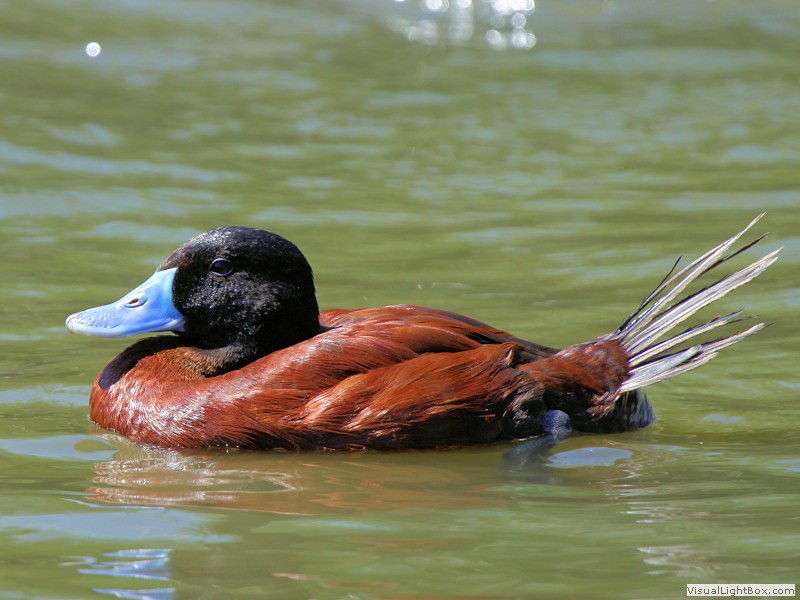 Identify Lake Duck or Argentine Ruddy Duck Wildfowl Photography.