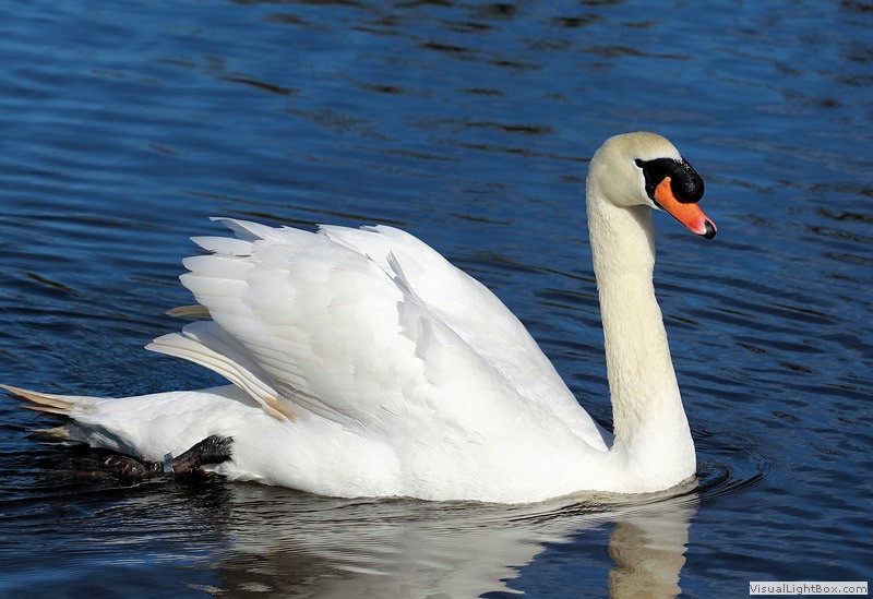 Identify Mute Swan Wildfowl Photography.
