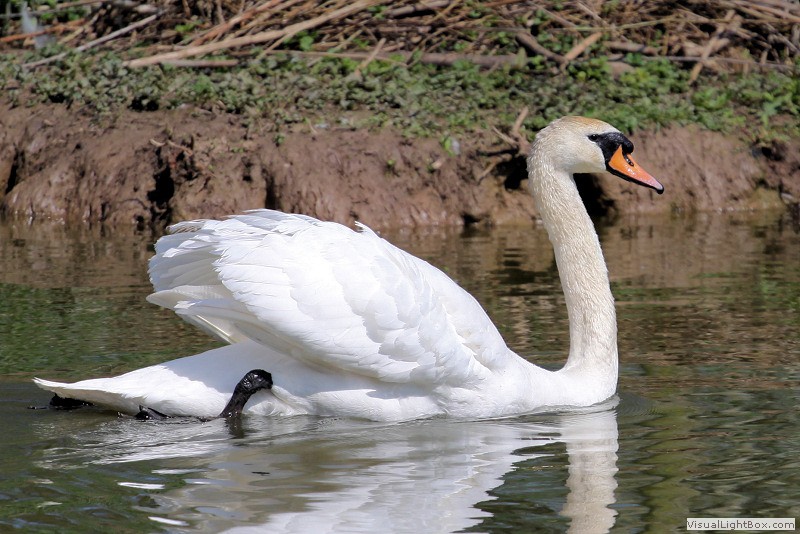 Identify Mute Swan Wildfowl Photography.