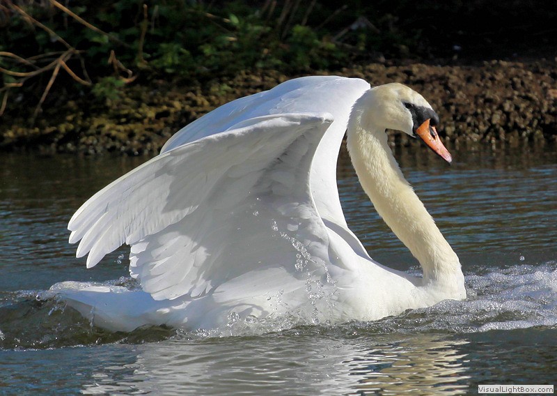 Identify Mute Swan Wildfowl Photography.