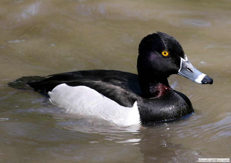 Identify Ringnecked Duck Wildfowl Photography.